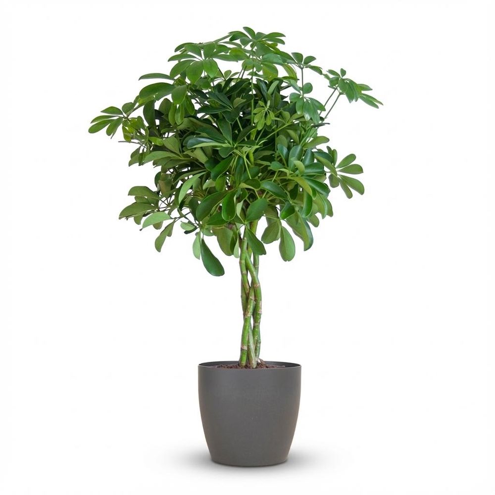 Schefflera arab nora - pot de 21cm - hauteur 70cm