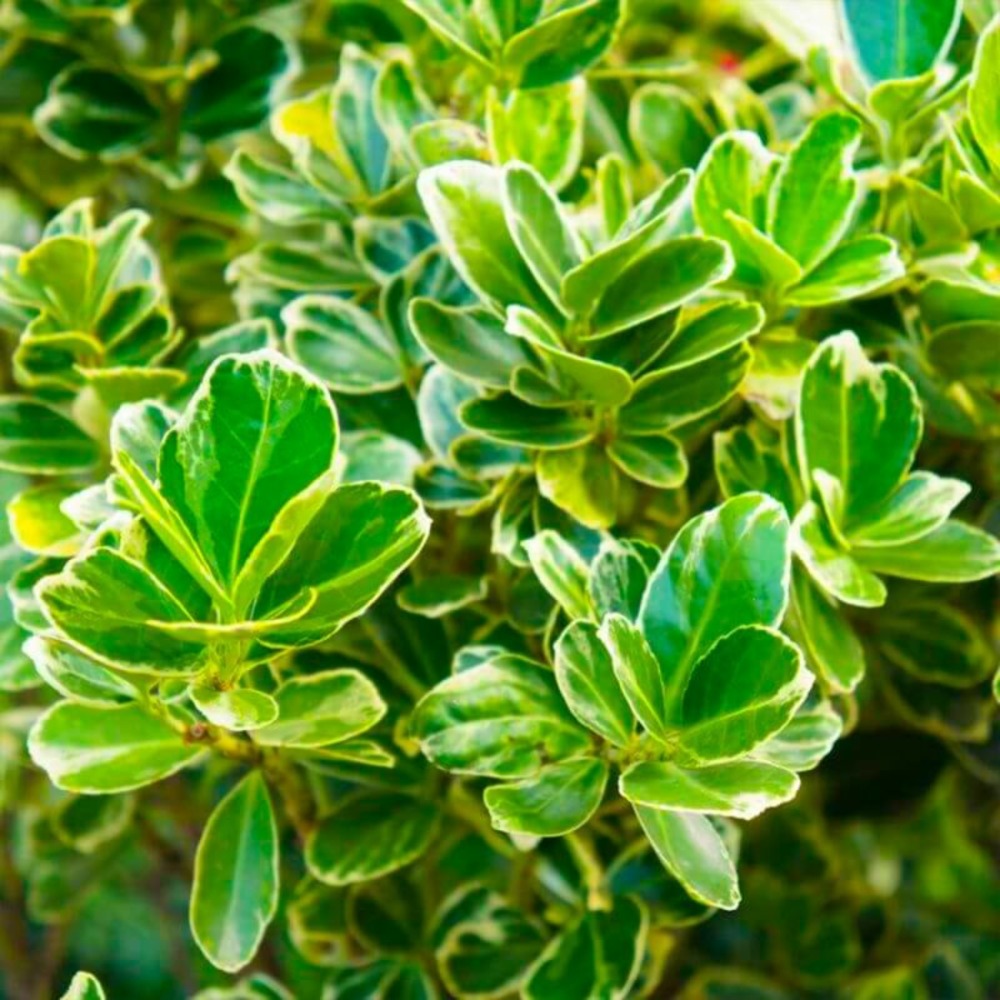 Fusain du japon 'president gauthier' (euonymus japonicus 'president gauthier')