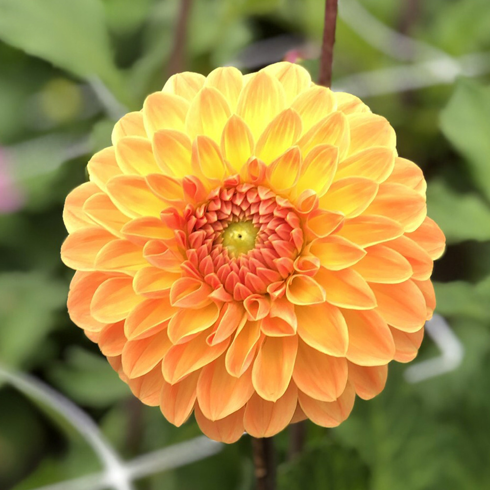 Dahlia balle 'amber crystal' bulbe calibre i