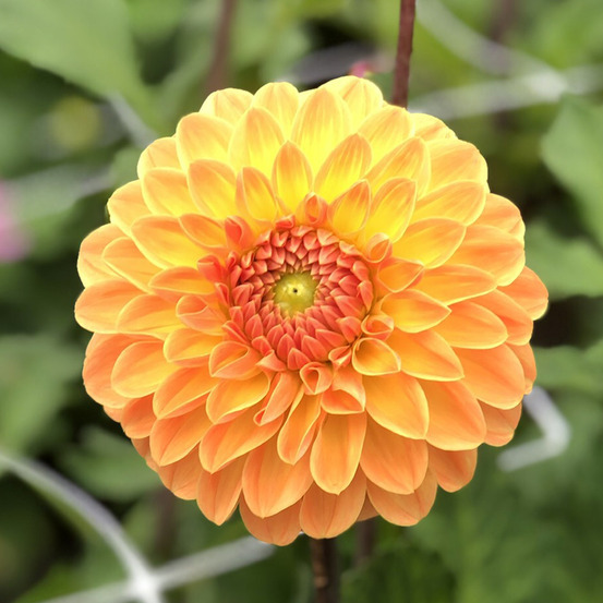 Dahlia balle 'amber crystal' bulbe calibre i
