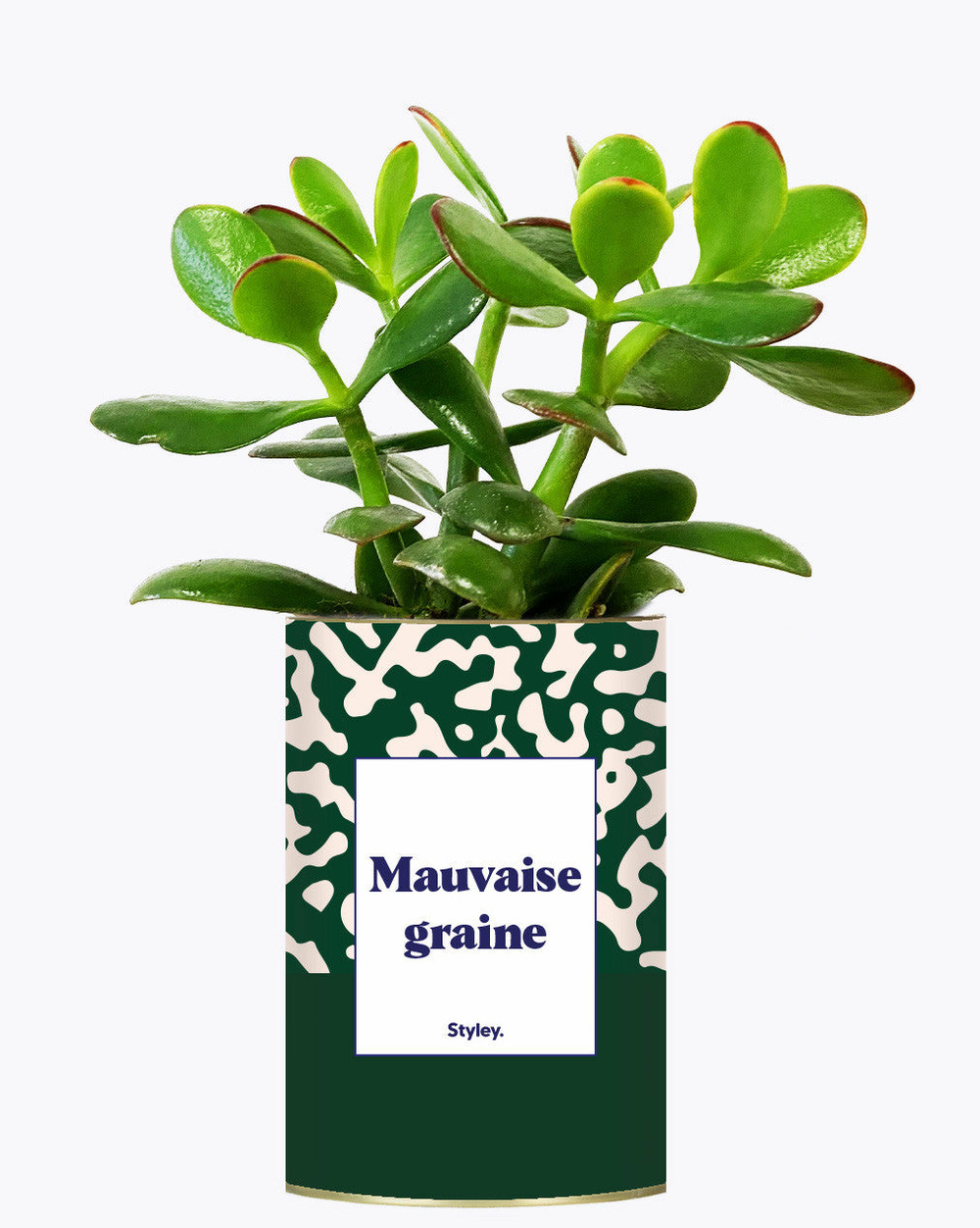 Idée cadeau - mauvaise graine - cactus