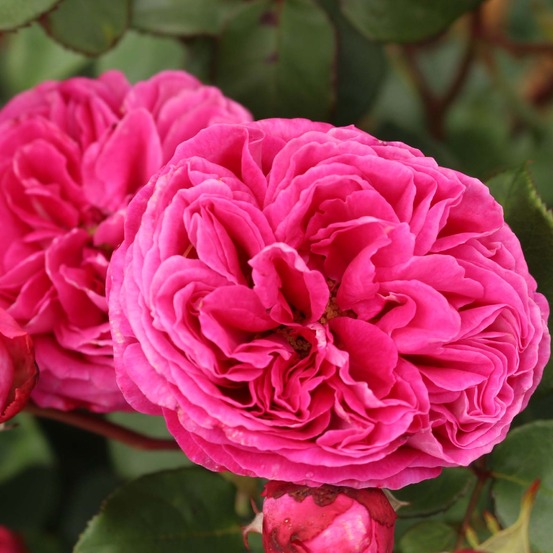 Rosier à fleurs groupées 'parfuma baronne caroline korbevm' pot de 4l/5l