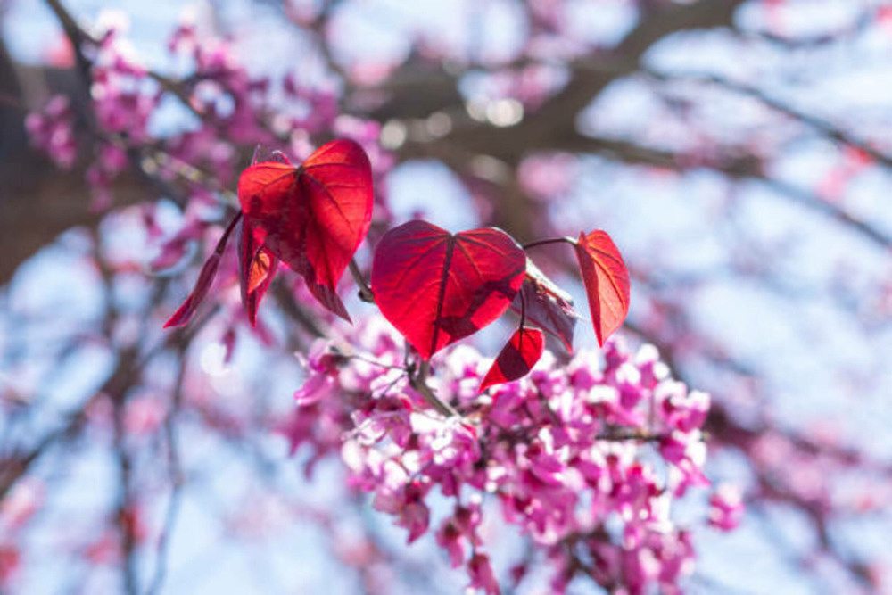 Cercis canadensis ace of hearts c15l baliveau 150/250 cm (hors pot)