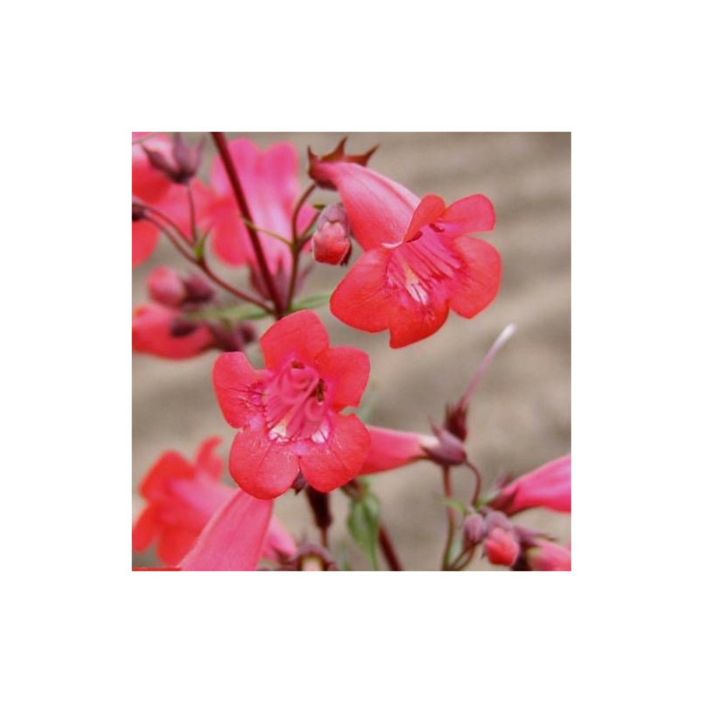 Penstemon pennington gem godet - 5/20 cm