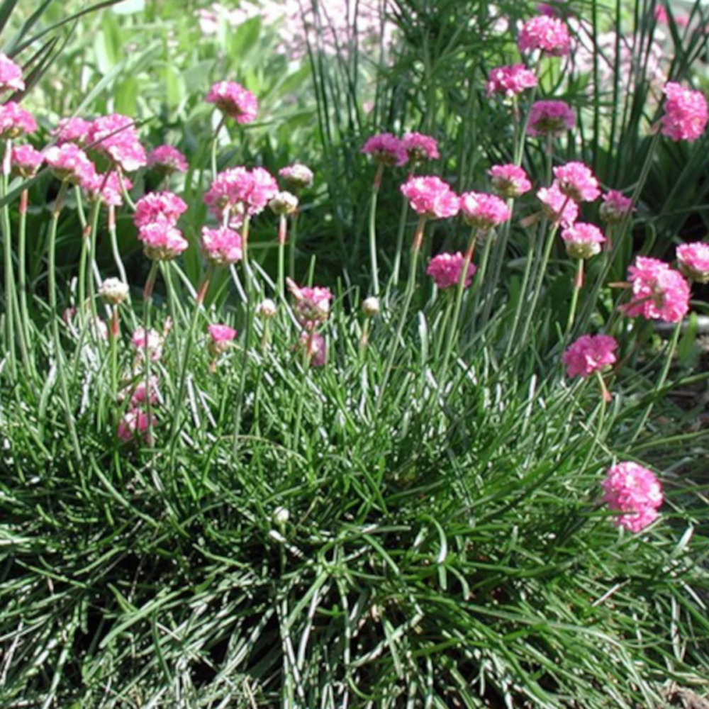 Gazon d'espagne splendens godet - 5/20 cm