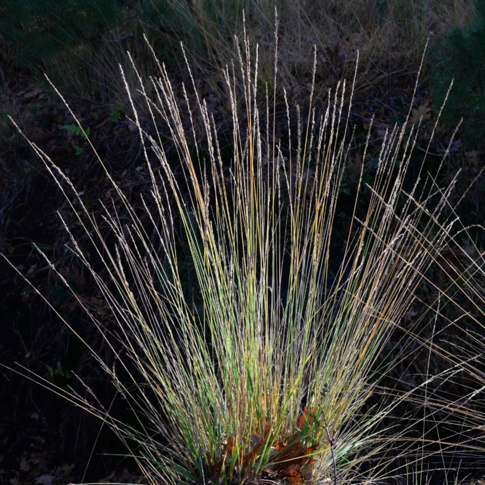 Molinie roseau black arrows - molinia arundinacea black arrows 80/100 cm pot 3l