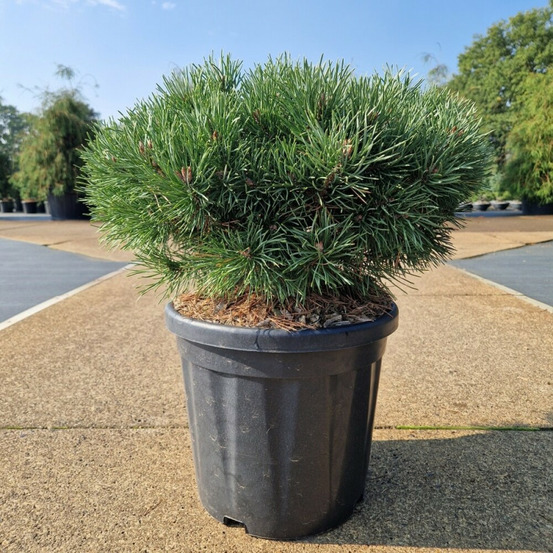Pin sylvestre 'sandringham' pot 18l 40/50cm - pinus sylvestris sandringham