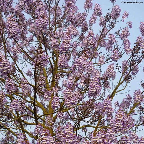 Paulownia fortunei fast blue® 'minfast' pot de 12l/15l, baliveau