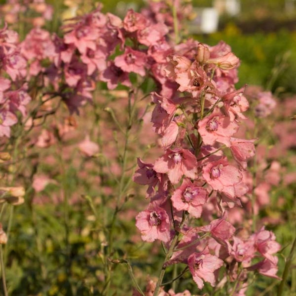 Pied d'alouette ruysii 'pink sensation' pot de 2l/3l