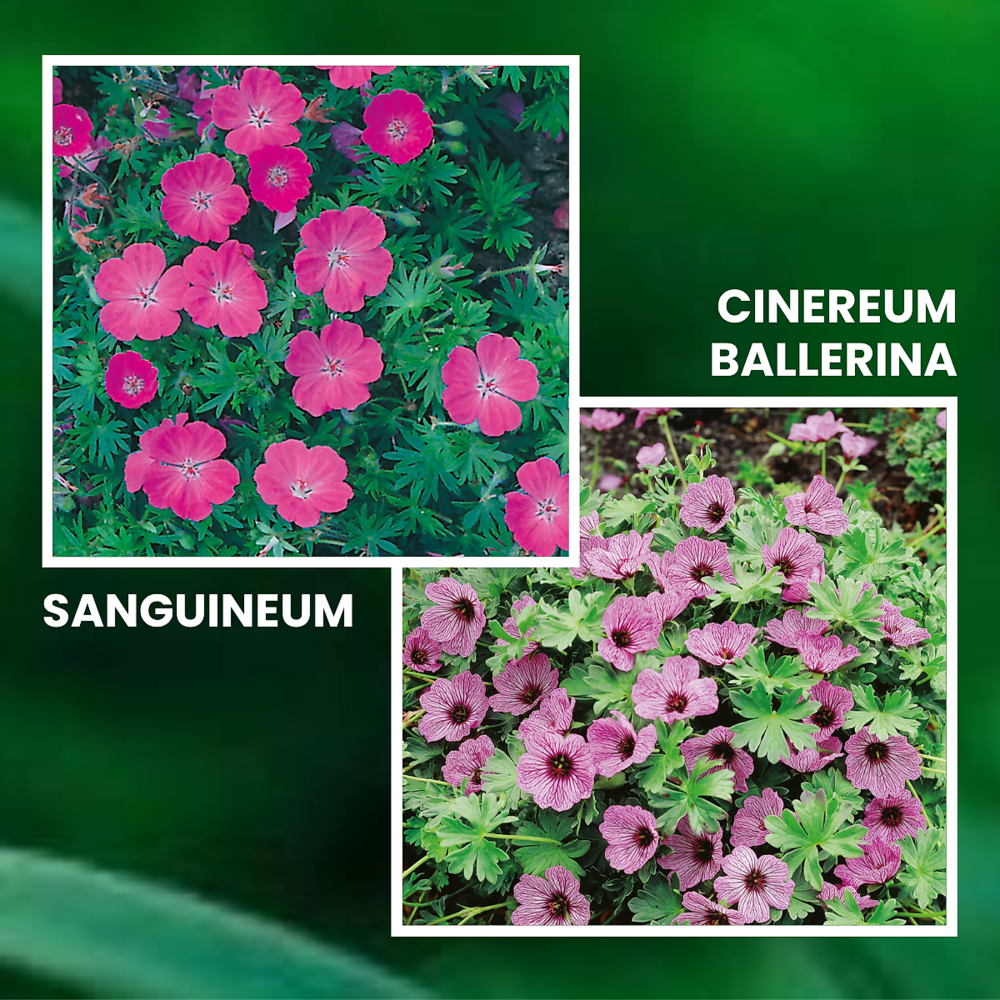 Offre geraniums vivaces - 6 godets