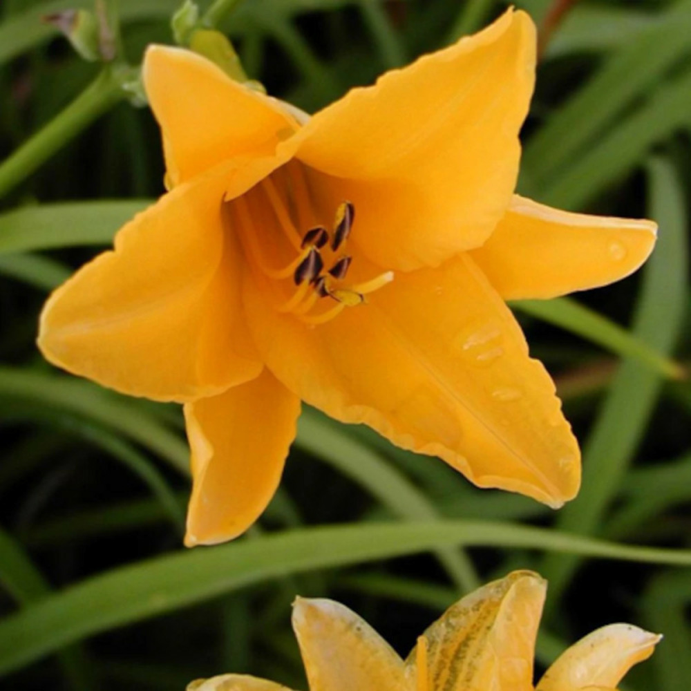 Hémérocalle august orange godet - 5/20 cm