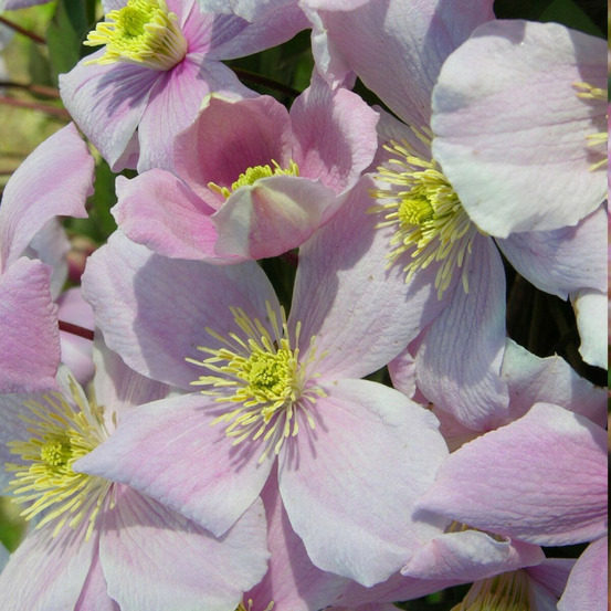 Clématite montana mayleen pot de 1,5l - tuteur bambou 30/60 cm