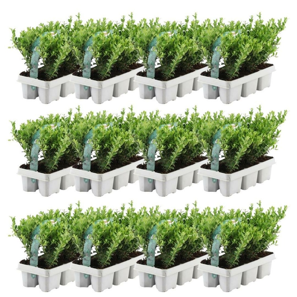 Ilex crenata 'jenny' - lot de 72