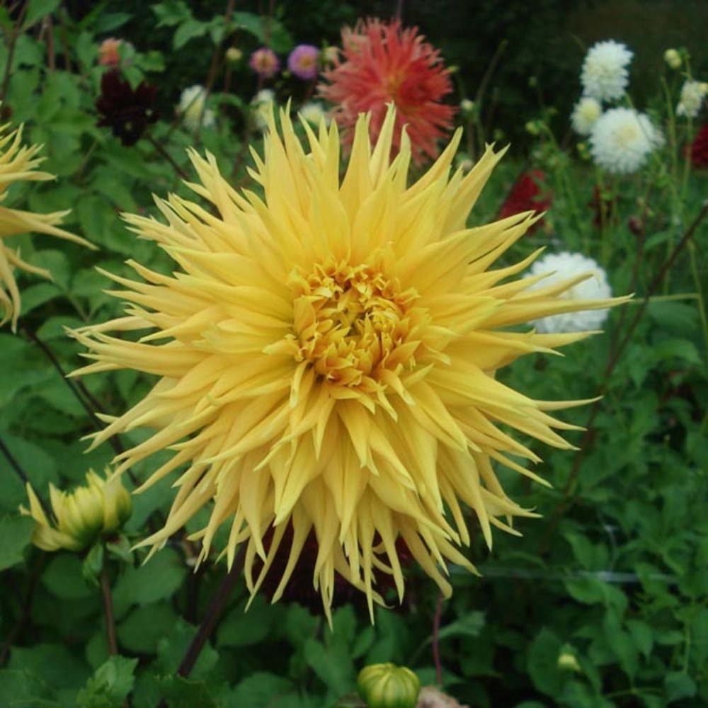 Dahlia gpe dentelle ''fringed encore'' bulbe calibre i