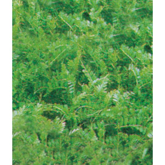 Vesce maxivesa - 1 kg