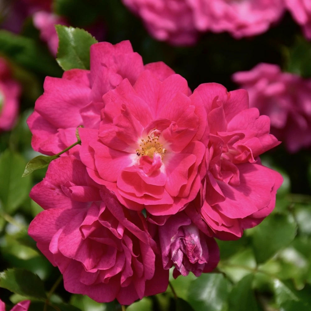 Rosier grimpant excelsa pot de 15l - 100/150 cm