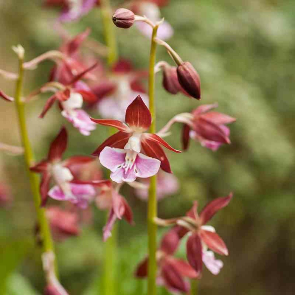 Calanthe kozu pot de 1 litre - 0/60 cm