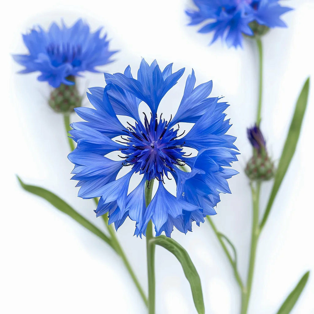 100 graines de bleuet - semisauvage permaculture