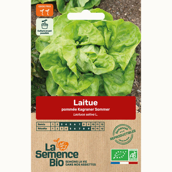 Laitue pommée kagraner sommer 2 - graines bio
