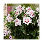 Hibiscus starburst chiffon® 'rwoods6'/hibiscus syriacus starburst chiffon® 'rwoods6'[-]pot de 4l - 40/60 cm