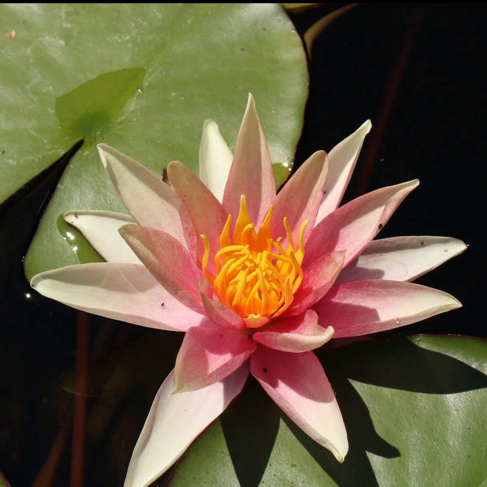 Nénuphar sioux - le pot / ø 9cm