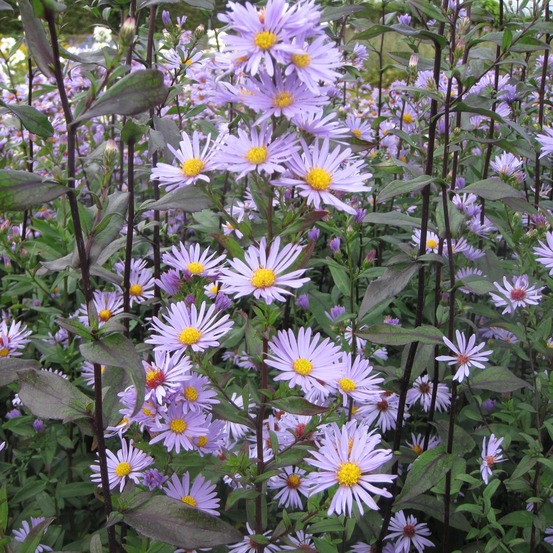 Aster laevis 'calliope' godet de 8/9 cm