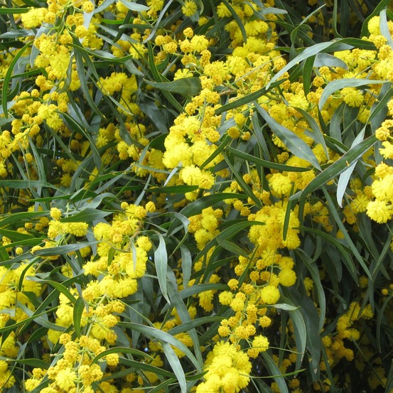 Mimosa des 4 saisons - le pot / ø 9cm / hauteur livrée 20-50cm