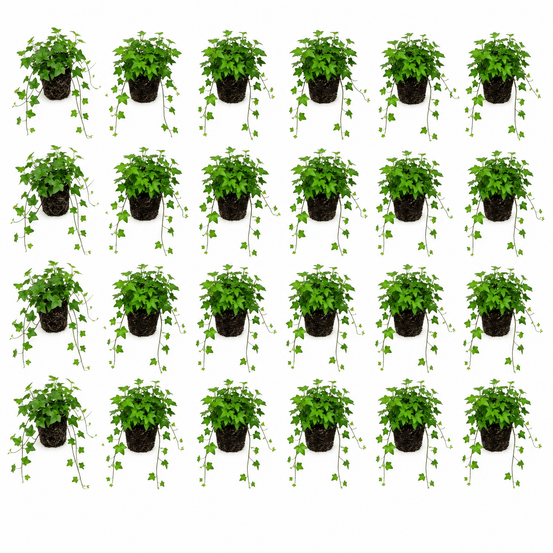 Hedera klimop gemengd 24 stuks p9 - bodembedekker vijverrand schaduwplant winterhard