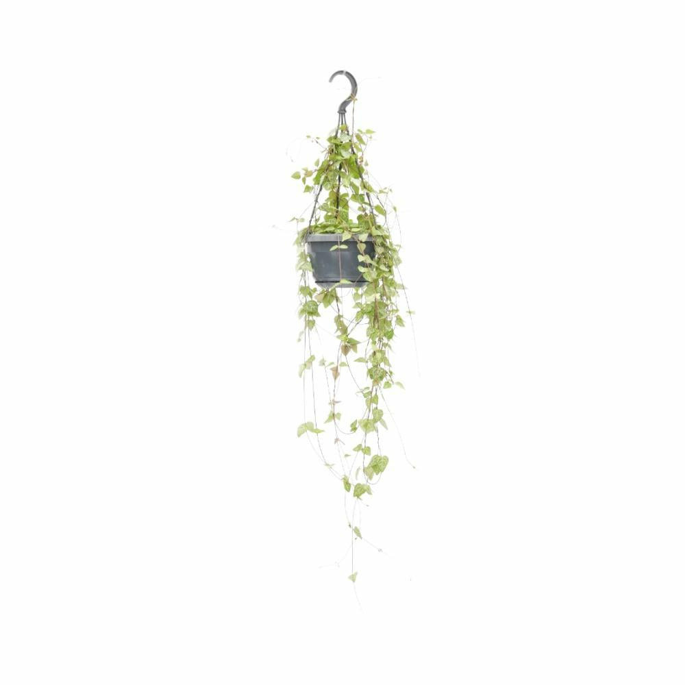 Ceropegia linearis 'iris' - h38 cm - ø14 cm