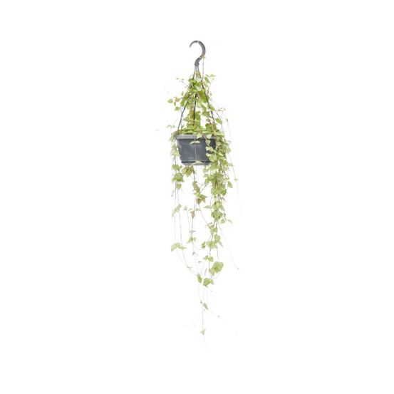 Ceropegia linearis 'iris' - h38 cm - ø14 cm