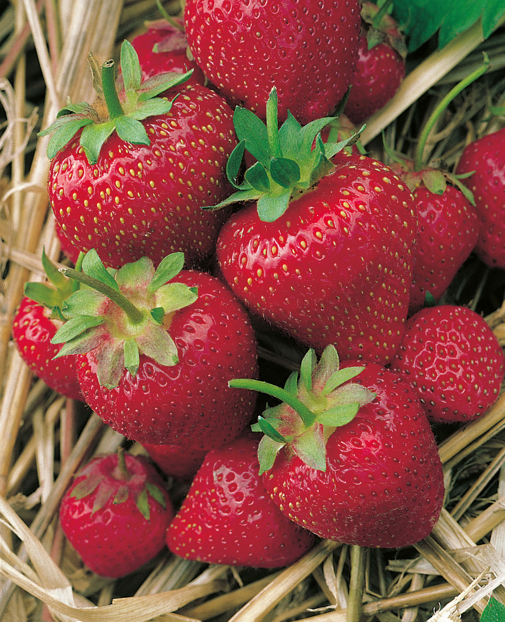 Fraisier gorella - 20 plants