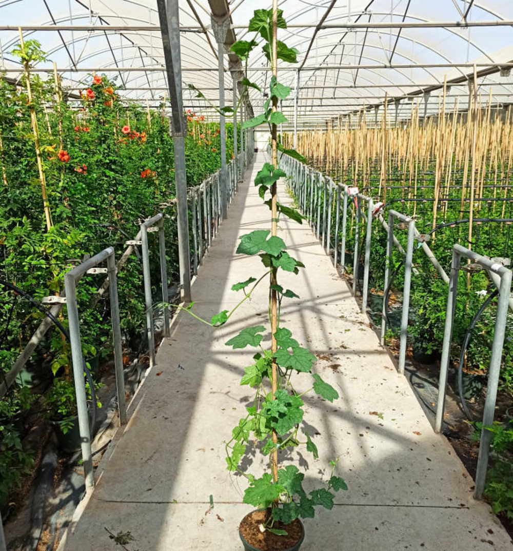 Luffa aegyptiaca syn. Luffa cylindrica (véritable éponge végétal)- pot de 4 litres - 140/160 cm