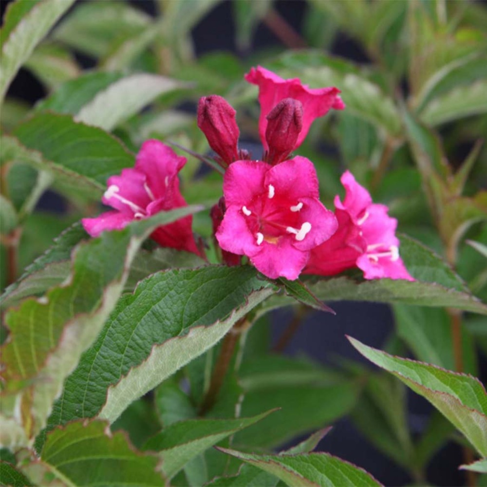Weigela 'bristol ruby' pot de 2l/3l