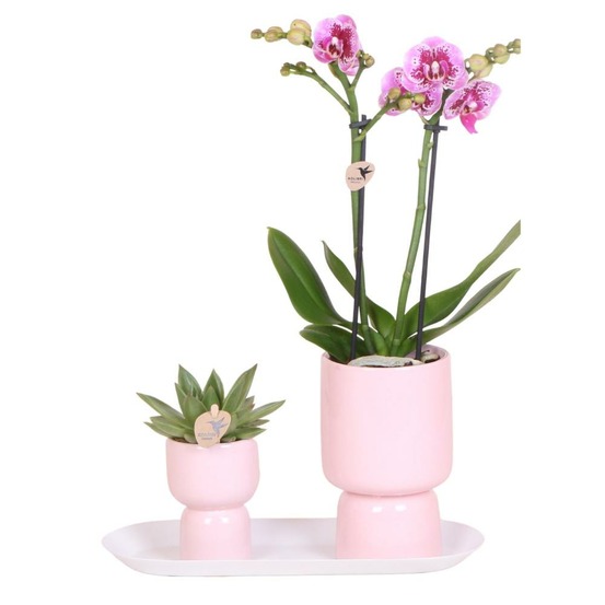 Kolibri company - ensemble d'orchidées à pois roses et de plantes succulentes sur plateau blanc - frais de l'éleveur