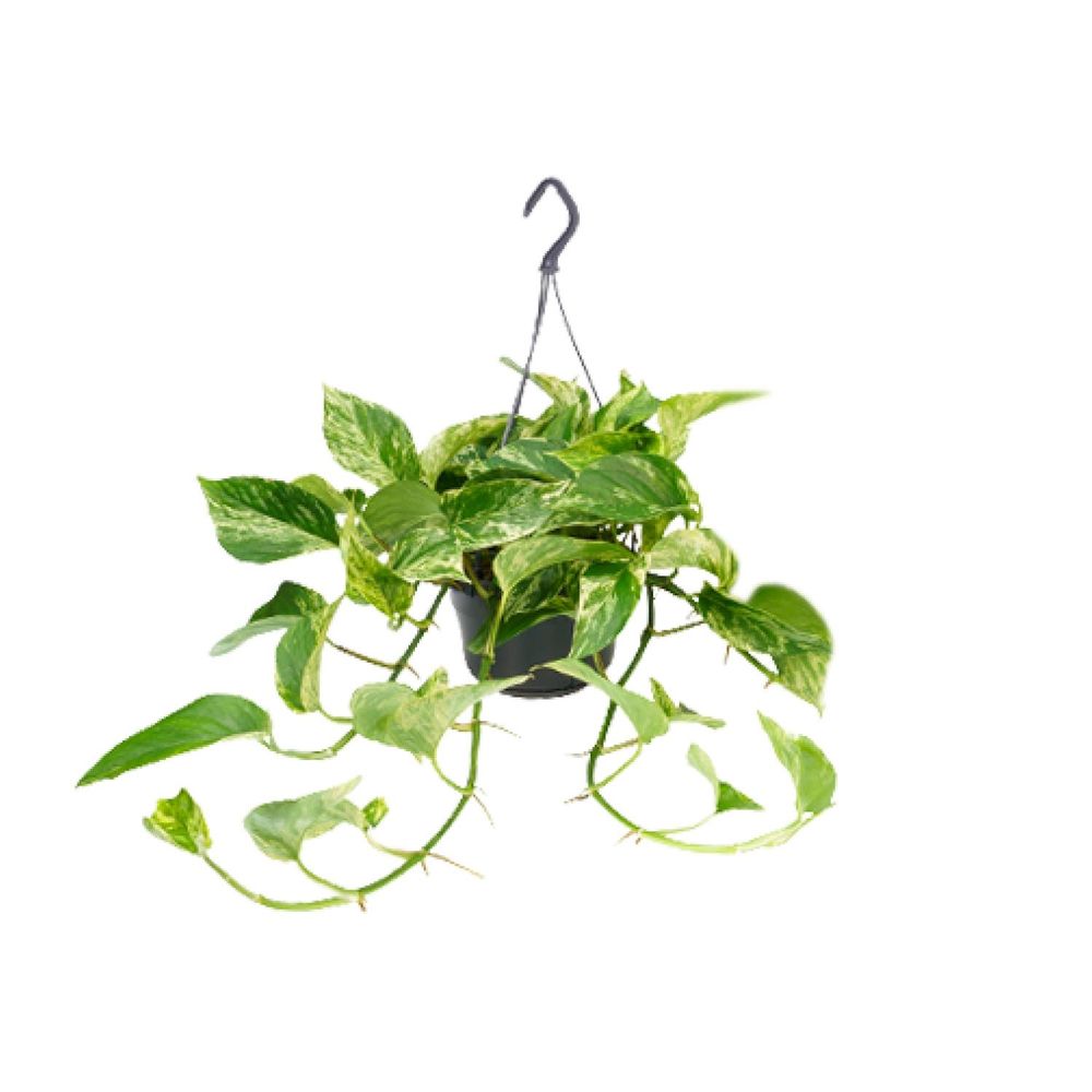 Epipremnum marble queen - scindapsus - ø15cm - ↕25cm - ø15 - ↕25cm - plantes d'intérieur