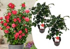 Camellia japonica 'lady campbell' - set de 2 - rose - pot 15cm - hauteur 50-60cm