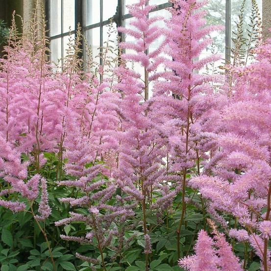 Astilbe d'arends anita pfeifer godet - 5/20 cm