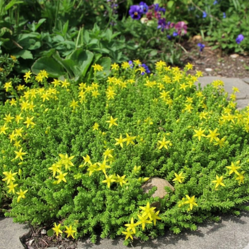 Orpin âcre elegans, poivre des murailles, sedum lot de 5 godets