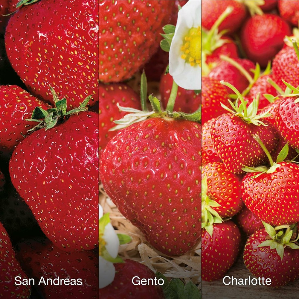 Offre fraisiers gros fruits - 60 fraisiers