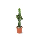 Euphorbia eritrea - cowboy cactus - ↕ 60-70 cm - ⌀ 15 cm - plante d'intérieur - cactus