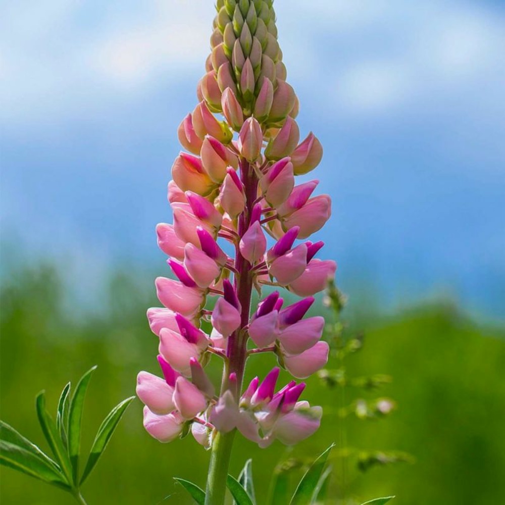 2 Lupins 'La Chatelaine' (Lupinus 'The Cha…