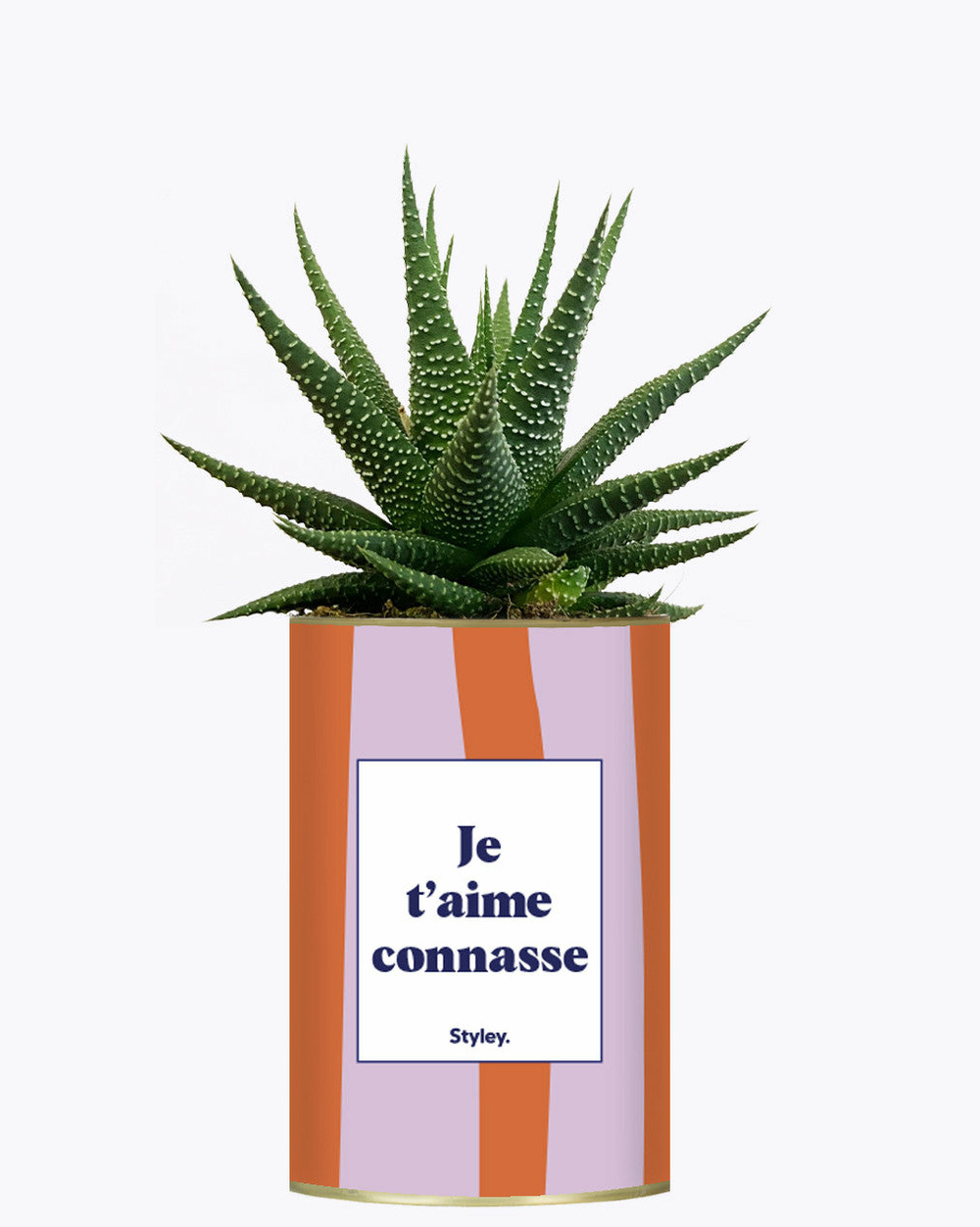 Plante personnalisée - je t'aime connasse - plante