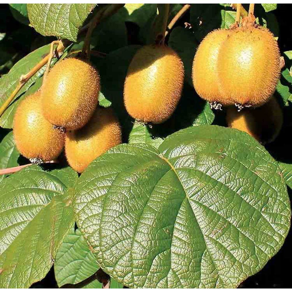 Plantes De Kiwi Vert 'Jenny' Et Kiwi Doré - 2 Plantes En Pot 15 Cm, Hauteur 50 Cm - Fruits Sucrés, Résistantes Au Gel