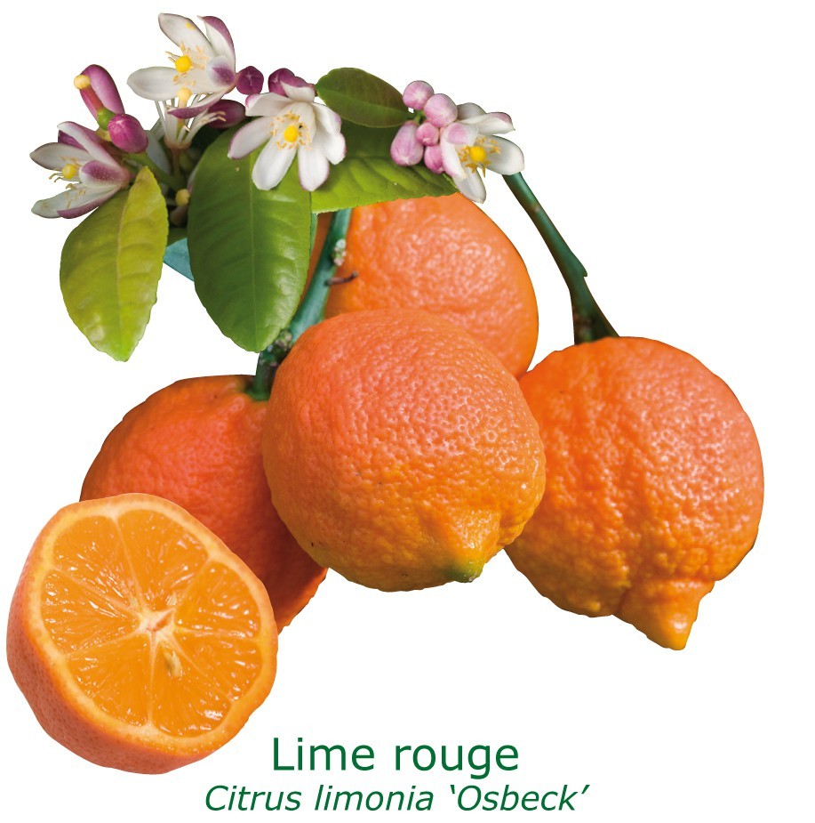 Lime rouge bio tailles:pot de 6 litres, hauteur 60/80 cm
