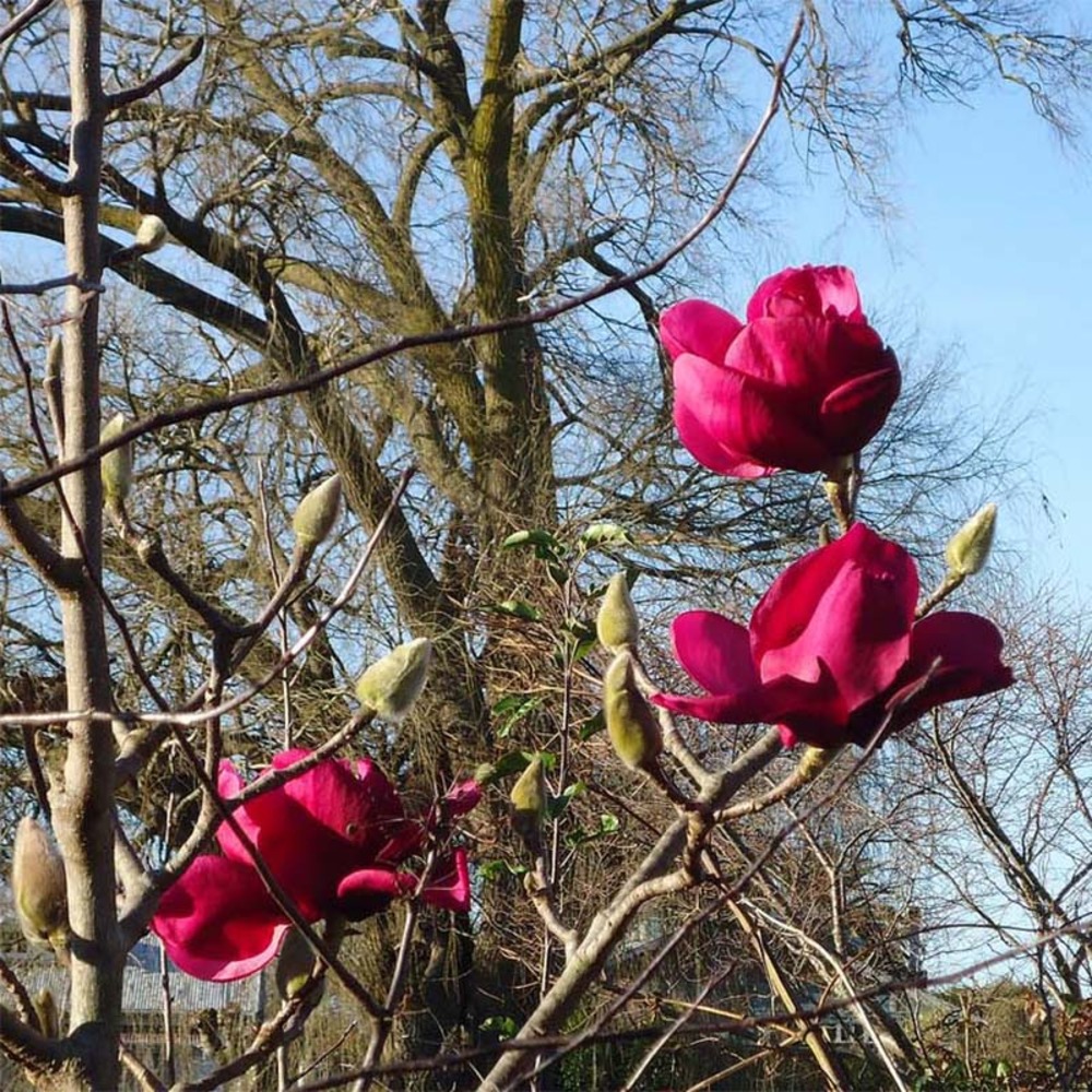 Magnolia 'felix jury' pot de 4l/5l