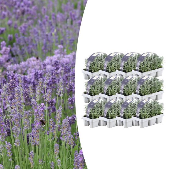 Lot de 12 - 6 pack lavendel angustifolia - h15 cm
