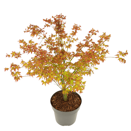 Érable du japon - acer palmatum 'little princess' - hauteur 45-55cm - ⌀19cm