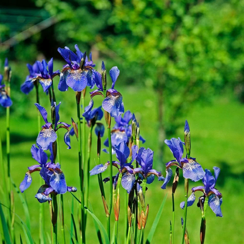 Iris de sibérie lot de 3 godets