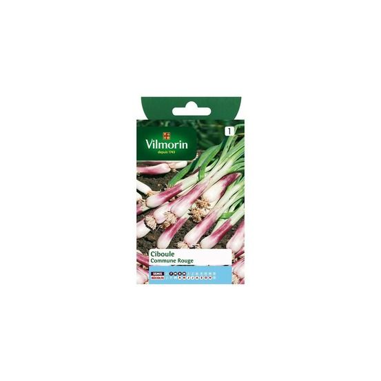Sachet graines ciboule commune rouge