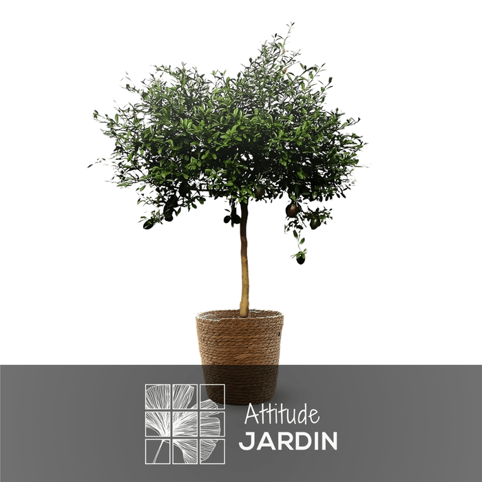 Lot de 3 cache-pots en jonc de mer gris MICA DECORATIONS Jorck, D.26 cm Lot de 3 cache-pots en jonc de mer gris MICA DECORATIONS Jorck, D.26 cm